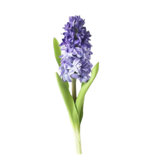 HYACINTH PURPLE