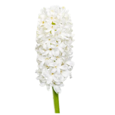 HYACINTH WHITE
