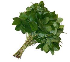 SALAL X10 BUNCH