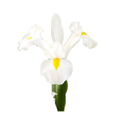 IRIS WHITE