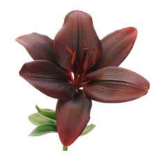 LILY HYBRID L.A. RED