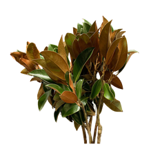 MAGNOLIA