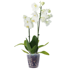 5" DOUBLE ORCHID