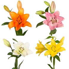 LILY HYBRID L.A. ASSORTED