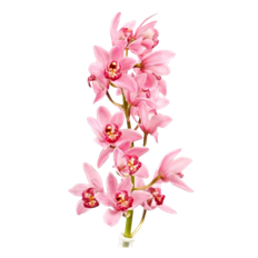 ORCHID CYMBIDIUM MINI PINK