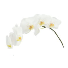 ORCHID SPRAY PHALAENOPSIISS WHITE