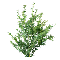 OREGONIA GREEN