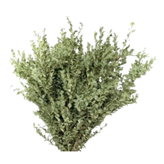 OREGONIA VARIEGATED