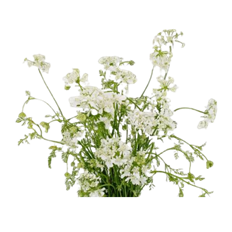 QUEEN ANNE'S LACE ORLAYA