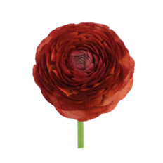 RANUNCULUS CHOCOLATE
