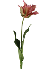 TULIP PARROT 23" MAUVE/GREEN