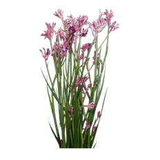 KANGAROO PAWS PINK