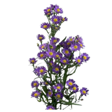 MONTE CASINO PREMIUM PURPLE