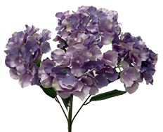BUSH HYDRANGEA X5 19" PLUM/VIOLET