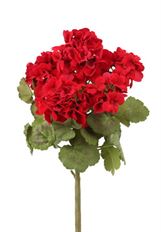 GERANIUM BUSH X5 15" RED