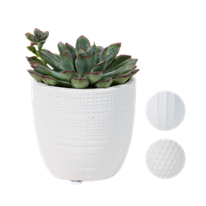 2.5" PREMIUM SUCCULENT IN CERAMIC