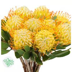 PROTEA PIN CUSHION YELLOW