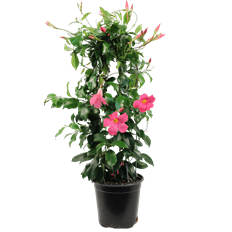 7" MANDEVILLA
