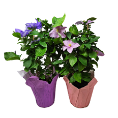 6" CLEMATIS (PREBOOK)