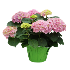 6" HYDRANGEA (PREBOOK)