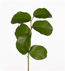 SALAL TIPS BUNCH