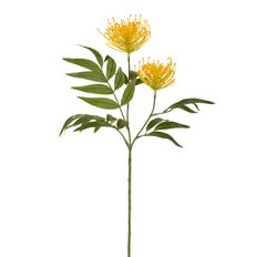 PROTEA SPRAY 29" YELLOW