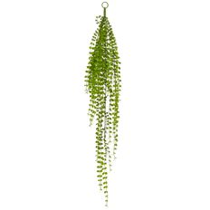 BUTTON FERN HANGING BUSH 39"