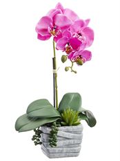 PHALAENOPSIS/SUCCULENT POT 16" OC