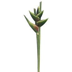 HAWAIIAN HELICONIA 34" GREEN