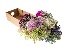 THREE AMIGOS MIXED BOX