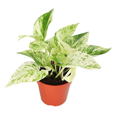 6" POTHOS SNOW QUEEN