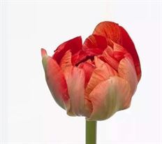 TULIP FRENCH ORANGE GUDOSHNIK
