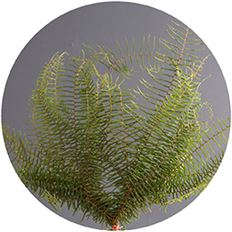 SEA STAR FOLIAGE
