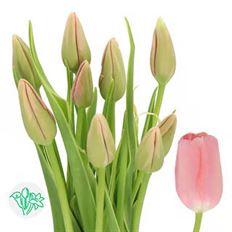 TULIP FRENCH PINK