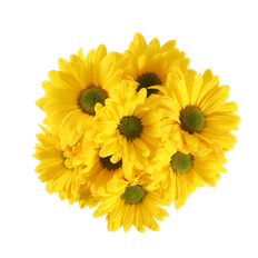 POM MARKET BUNCH