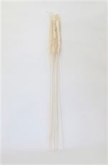 ERYANTHUS 36" BLEACHED 10/PK
