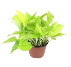 6" NEON POTHOS