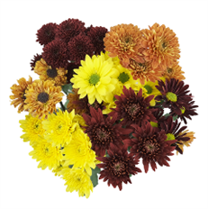 POM CDN SEASONAL (FALL)