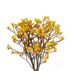 KANGAROO PAWS YELLOW