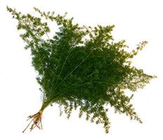 SPRINGERII