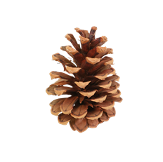 PINECONE PONDEROSA NATURAL 100/CS