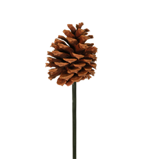 PINECONE PONDEROSA NAT PICK 100/CS