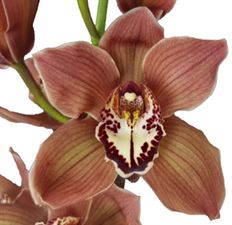ORCHID CYMBIDIUM MINI BROWN