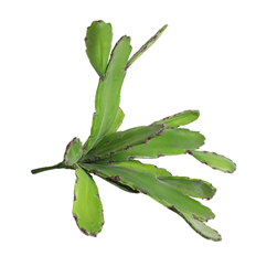 CACTUS GREEN 10" EACH