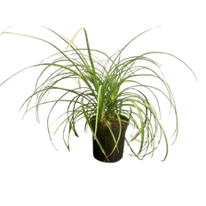 6" PONYTAIL PALM MULTI