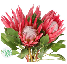 PROTEA KING RED