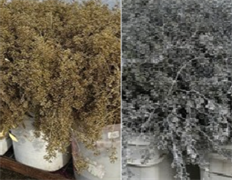 EUCALYPTUS NAKED SEED METALLIC