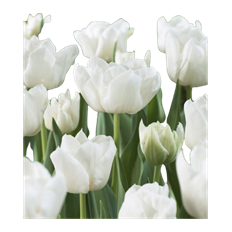TULIP DOUBLE WHITE