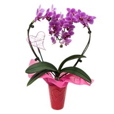 3.5" HEART ORCHID IN CERAMIC (PB)