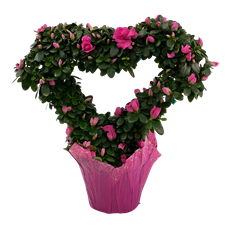 6" AZALEA HEART